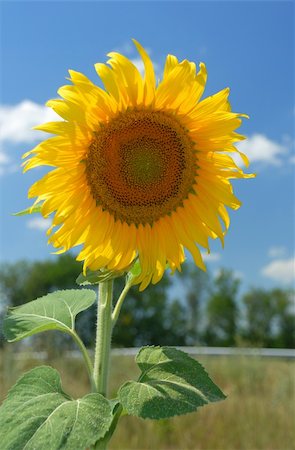 simsearch:400-05682398,k - Sunflower. A blossoming flower of an agricultural kind of a plant from which do oil Stock Photo - Budget Royalty-Free & Subscription, Code: 400-05130941