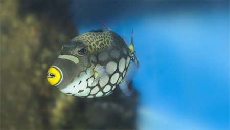 simsearch:400-05666364,k - Tropical fish - Clown Triggerfish. The colourful underwater world of the warm seas Foto de stock - Super Valor sin royalties y Suscripción, Código: 400-05130956