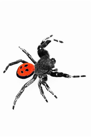 simsearch:640-02770439,k - An isolated image of a Ladybird spider (Eresus cinnaberinus) Foto de stock - Super Valor sin royalties y Suscripción, Código: 400-05131035