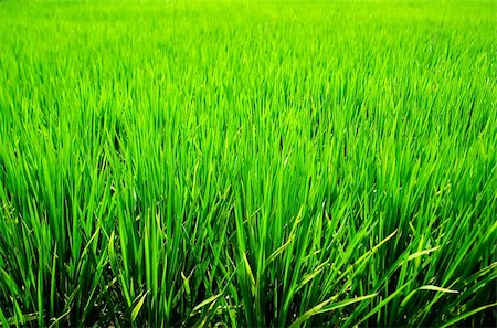 simsearch:400-05160292,k - It is a green new rice land background. Stock Photo - Budget Royalty-Free & Subscription, Code: 400-05131307