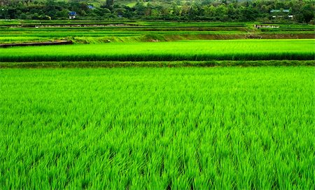 simsearch:400-05160292,k - It is a green new rice land background. Stock Photo - Budget Royalty-Free & Subscription, Code: 400-05131309