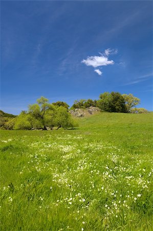 simsearch:400-03917413,k - Douglas' Meadowfoam, Limnanthes douglasii, in Green Grass with Blue Sky Vertical Stockbilder - Microstock & Abonnement, Bildnummer: 400-05131925