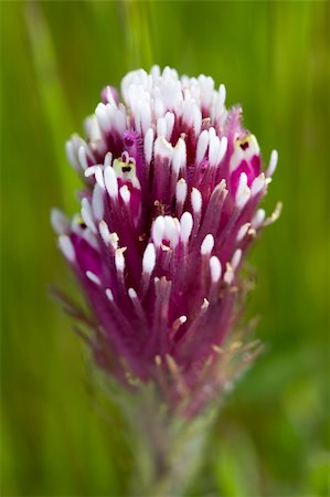 simsearch:400-04349386,k - Closeup of Wildflower Purple Owl's Clover, Castilleja exserta ssp. exserta Stockbilder - Microstock & Abonnement, Bildnummer: 400-05131933