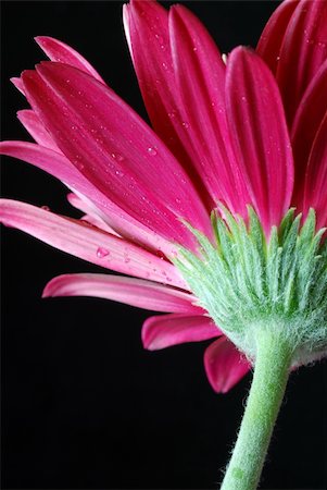 simsearch:400-05369226,k - photo of flower in close Stock Photo - Budget Royalty-Free & Subscription, Code: 400-05131940