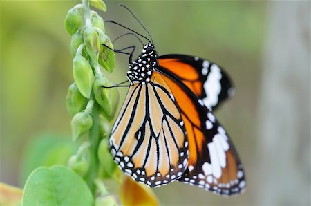 Close up of an  orange monarch butterfly Stock Photo - Budget Royalty-Free & Subscription, Code: 400-05132295