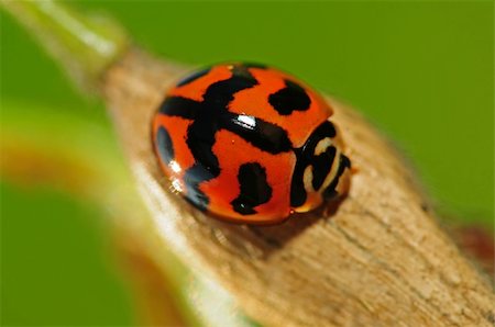 lady bug in the parks Stock Photo - Budget Royalty-Free & Subscription, Code: 400-05132365