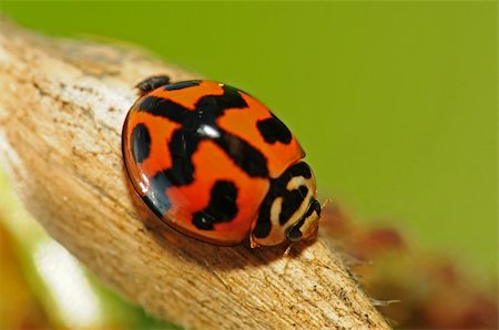 lady bug in the parks Stock Photo - Budget Royalty-Free & Subscription, Code: 400-05132366