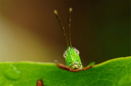 grasshopper and leaf Stock Photo - Budget Royalty-Free & Subscription, Code: 400-05132368