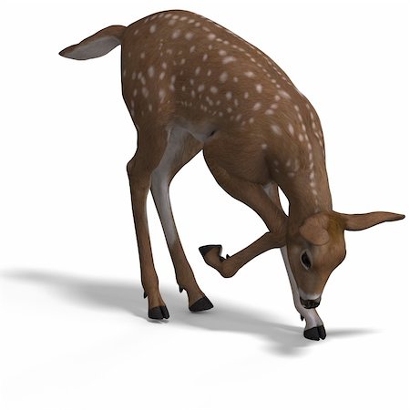 silvan - young doe or fawn With Clipping Path and shadow Stock Photo - Budget Royalty-Free & Subscription, Code: 400-05132450