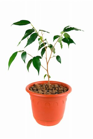 simsearch:656-02879675,k - Tree at flowerpot isolated on white Stock Photo - Budget Royalty-Free & Subscription, Code: 400-05132628