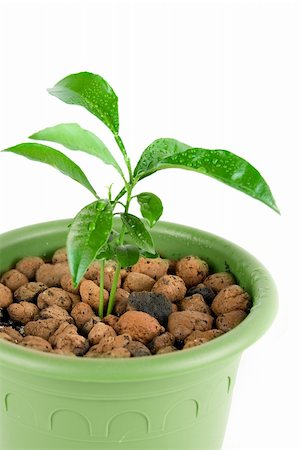 simsearch:656-02879675,k - Plant at  green flowerpot isolated on white Stock Photo - Budget Royalty-Free & Subscription, Code: 400-05132629