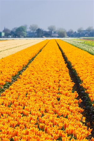 Springtime in the bulbfields with thousands of colorful tulips Fotografie stock - Microstock e Abbonamento, Codice: 400-05133115