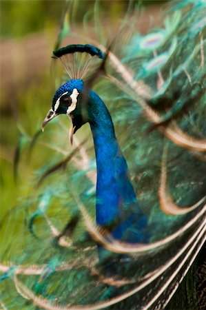Beautiful peacock is calling his mate. Stock Photo - Budget Royalty-Free & Subscription, Code: 400-05133159