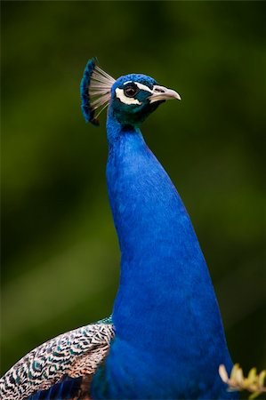 Beautiful peacock portrait showing his right side. Stock Photo - Budget Royalty-Free & Subscription, Code: 400-05133160
