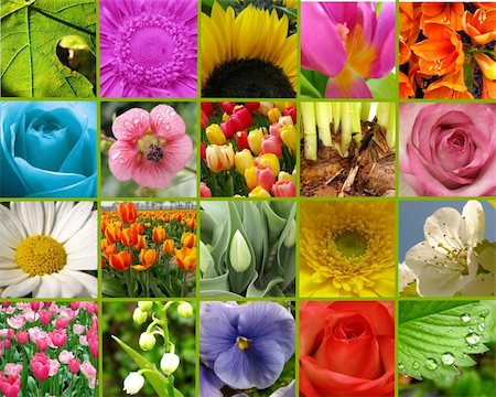 Greeting card made from different flowers and leaves Stock Photo - Budget Royalty-Free & Subscription, Code: 400-05133195