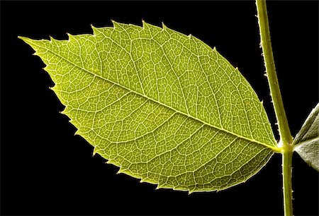 Green leaves, macro, isolated over black background Stock Photo - Budget Royalty-Free & Subscription, Code: 400-05133262