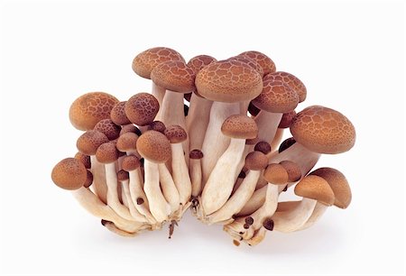 Fresh mushrooms isolated on a white background Photographie de stock - Aubaine LD & Abonnement, Code: 400-05133271