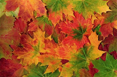 platane tree - Maple leaf selection in vivid colors of autumn forming a background. Photographie de stock - Aubaine LD & Abonnement, Code: 400-05133534