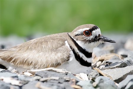 pluvier - Mother Killdeer (Charadrius vociferus) on a rocky nest in spring Photographie de stock - Aubaine LD & Abonnement, Code: 400-05133892