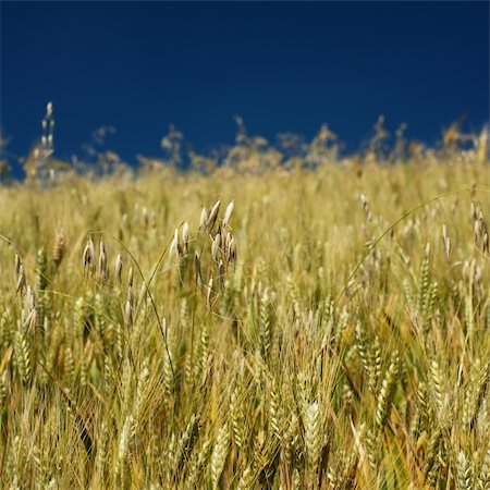 simsearch:400-07293838,k - Golden colored wheat and grass in a field Photographie de stock - Aubaine LD & Abonnement, Code: 400-05144314