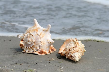 beautiful giant sea shells at a beach Stock Photo - Budget Royalty-Free & Subscription, Code: 400-05144449