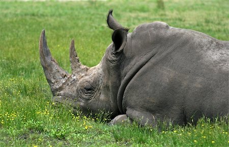 simsearch:400-04455503,k - a rhino is sleeping in a zoo. Stock Photo - Budget Royalty-Free & Subscription, Code: 400-05144475