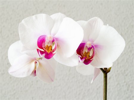 simsearch:400-04596018,k - A white orchid (phalaenopsis) on a gray background Stockbilder - Microstock & Abonnement, Bildnummer: 400-05145205