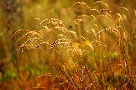 simsearch:400-04736849,k - colorful ears of wheat over color background Stockbilder - Microstock & Abonnement, Bildnummer: 400-05145273