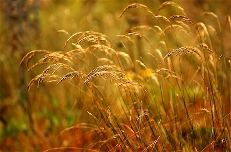 simsearch:400-04736849,k - colorful ears of wheat over color background Stock Photo - Budget Royalty-Free & Subscription, Code: 400-05145273