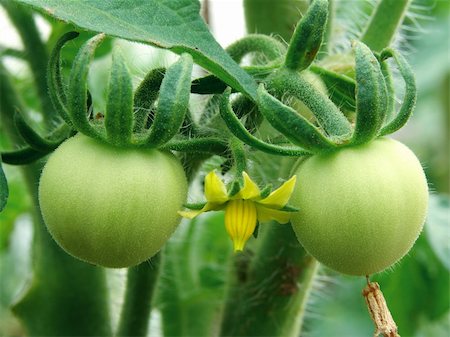 simsearch:400-04823439,k - green tomatoes growing on the branches Stock Photo - Budget Royalty-Free & Subscription, Code: 400-05145305