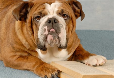 english bulldog mulling over the pages of a novel Stockbilder - Microstock & Abonnement, Bildnummer: 400-05145300