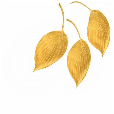 funkie - Three golden hosta leaves in an abstract design over white background. Stockbilder - Microstock & Abonnement, Bildnummer: 400-05145547