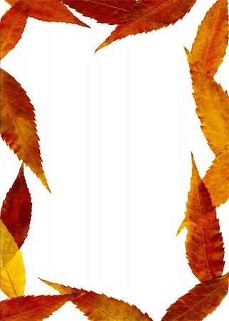 simsearch:400-05277296,k - Autumnal framework with the orange and red leaves. Stock Photo - Budget Royalty-Free & Subscription, Code: 400-05146013