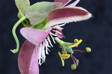passiflora - passion flower Photographie de stock - Aubaine LD & Abonnement, Code: 400-05146032