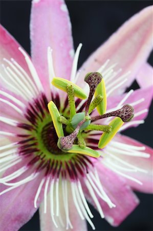 passiflora - passion flower Stock Photo - Budget Royalty-Free & Subscription, Code: 400-05146033