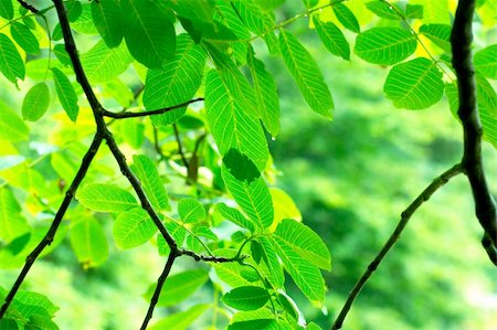 simsearch:400-04524191,k - Fresh green leaves background Stock Photo - Budget Royalty-Free & Subscription, Code: 400-05146046