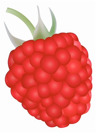 Detalised illustration of a rape raspberry over white Stock Photo - Budget Royalty-Free & Subscription, Code: 400-05146074