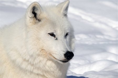 simsearch:400-04516399,k - Arctic wolf in Winter Foto de stock - Royalty-Free Super Valor e Assinatura, Número: 400-05146090