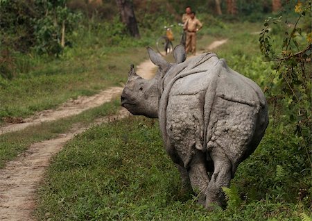 Great Indian One Horned rhinoceros. Kaziranga National Park, Assam, India Foto de stock - Super Valor sin royalties y Suscripción, Código: 400-05146108