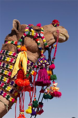 street photography in rajasthan - Head and neck of a camel decorated with colorful tassels necklaces and beads. Desert Festival, Jaisalmer, India Stock Photo - Budget Royalty-Free & Subscription, Code: 400-05146135