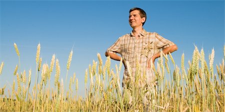 a man is looking at the harvest Stock Photo - Budget Royalty-Free & Subscription, Code: 400-05146187