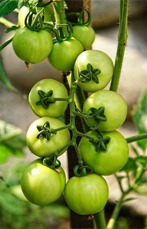 fine gree tomatos on plant natural background Stock Photo - Budget Royalty-Free & Subscription, Code: 400-05146489