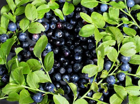 beautiful blue bilberries Stock Photo - Budget Royalty-Free & Subscription, Code: 400-05146512