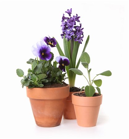 sage flower - Colorful Spring Flowers of Pansies and Hyacinth in Pots on White Background Foto de stock - Super Valor sin royalties y Suscripción, Código: 400-05146956