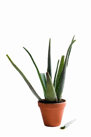 simsearch:400-06128310,k - An aloe vera plant used for soothing wounds isolated against a white background Stock Photo - Budget Royalty-Free & Subscription, Code: 400-05146972
