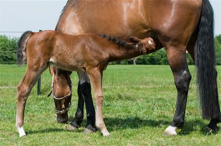 simsearch:400-08372603,k - Young horse drinking milk from his mother Stock Photo - Budget Royalty-Free & Subscription, Code: 400-05147100