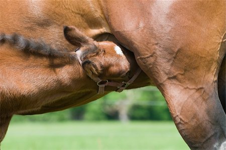 simsearch:400-08372603,k - Young horse drinking milk from his mother Stock Photo - Budget Royalty-Free & Subscription, Code: 400-05147101