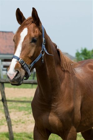 Portrait of a horse in the field. Stock Photo - Budget Royalty-Free & Subscription, Code: 400-05147103