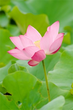 simsearch:400-04749038,k - It is the beautiful lotus flower photo. Foto de stock - Royalty-Free Super Valor e Assinatura, Número: 400-05147425