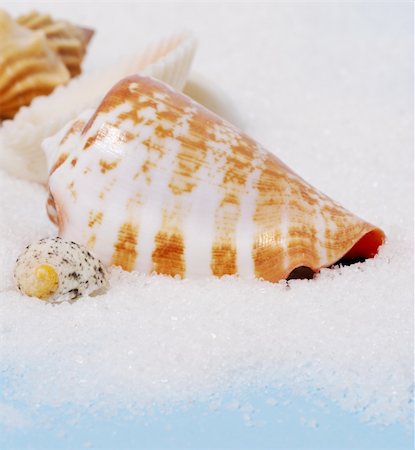 Closeup of Conus sea shell on white sand Stock Photo - Budget Royalty-Free & Subscription, Code: 400-05147444